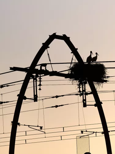 Cigognes sur la caténaire "Midi"