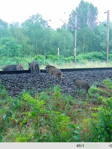 Photo d'une famille de sangliers qui traverse les voies ferrées
