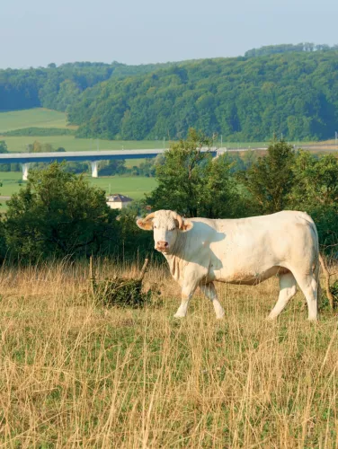Photo d'une vache