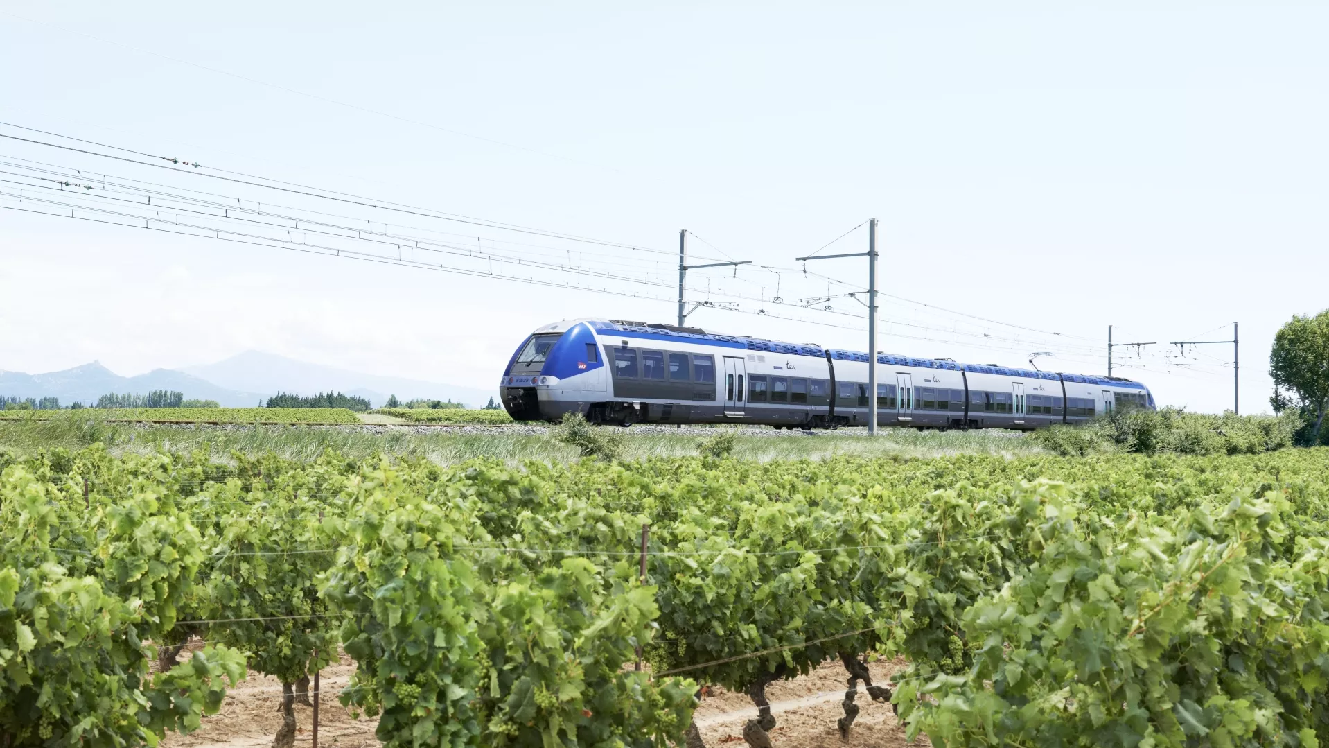 Un TER circulant sur une voie ferrée à travers des vignes